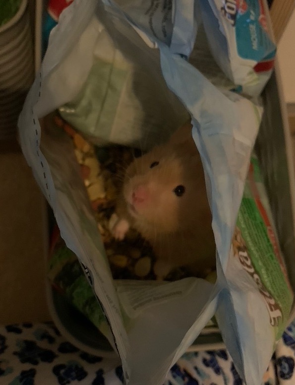 Honey the Hamster in her food bag