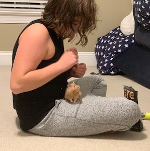 Honey the Hamster sitting in a lap