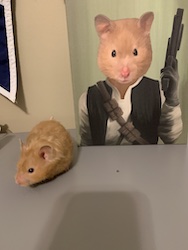 Honey the Hamster looking mischievous