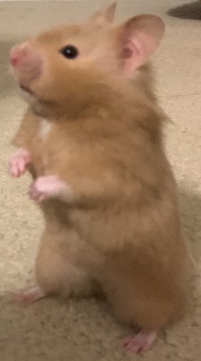 Honey the Hamster